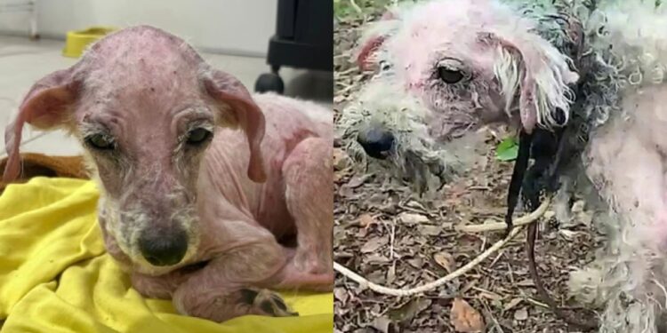 Família supera luto de quase 10 anos com a adoção de uma poodle resgatada