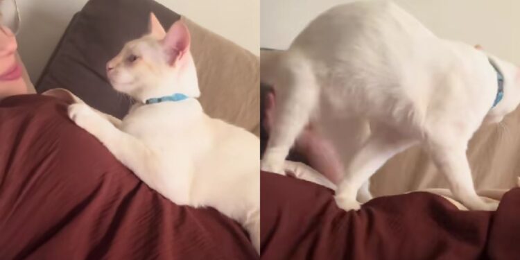 Gato reage ao primeiro movimento do bebê na barriga e conquista corações nas redes sociais