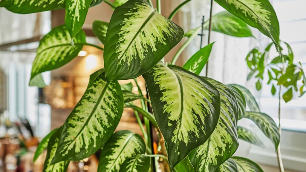 comigo-ninguém-pode