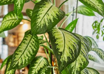 comigo-ninguém-pode