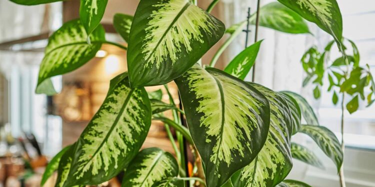 comigo-ninguém-pode