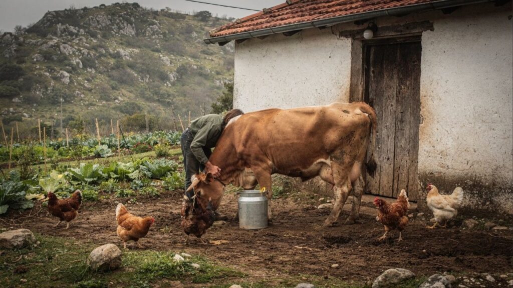 Duas irmãs, de 72 e 73 anos, vivem isoladas e se sustentam com horta orgânica, leite e feira, sem remédios, usando plantas medicinais e tradição centenária