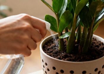 Essas 3 plantas aguentam mais de 35 °C e ainda deixam sua casa mais verde