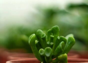 suculenta orelha-de-shrek