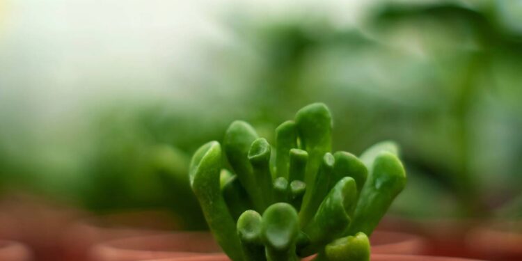 suculenta orelha-de-shrek