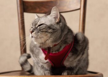 Gato entediado pode derrubar objetos, dormir demais e atacar pés; sinais indicam falta de estímulos e podem evoluir para problemas de saúde