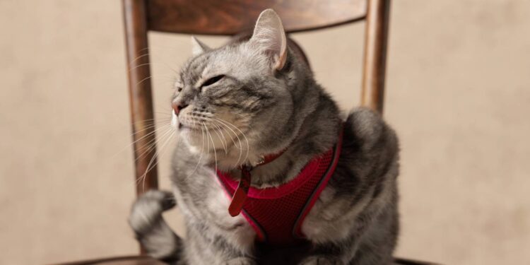 Gato entediado pode derrubar objetos, dormir demais e atacar pés; sinais indicam falta de estímulos e podem evoluir para problemas de saúde