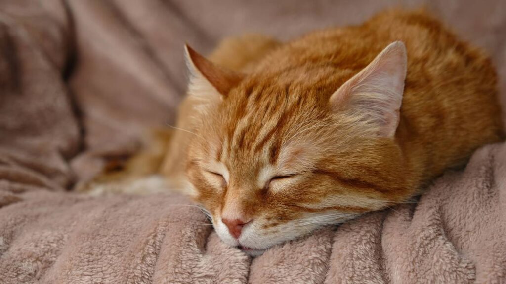 Gato entediado pode derrubar objetos, dormir demais e atacar pés; sinais indicam falta de estímulos e podem evoluir para problemas de saúde