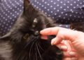 gato lambendo a mão do tutor