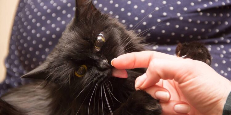 gato lambendo a mão do tutor