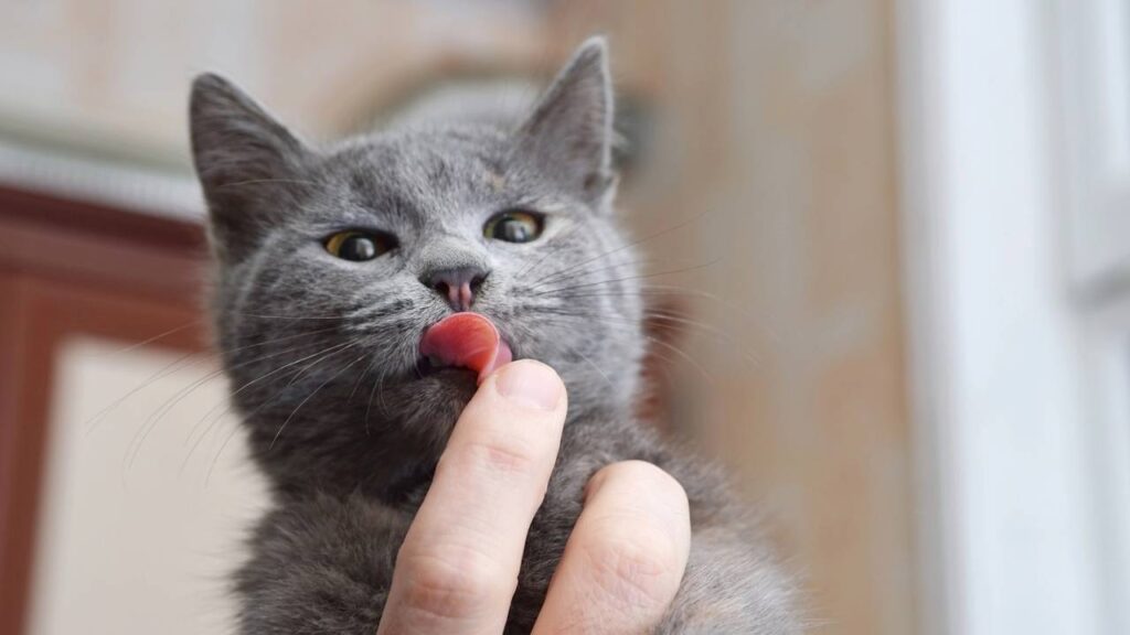 gato lambendo a mão do tutor