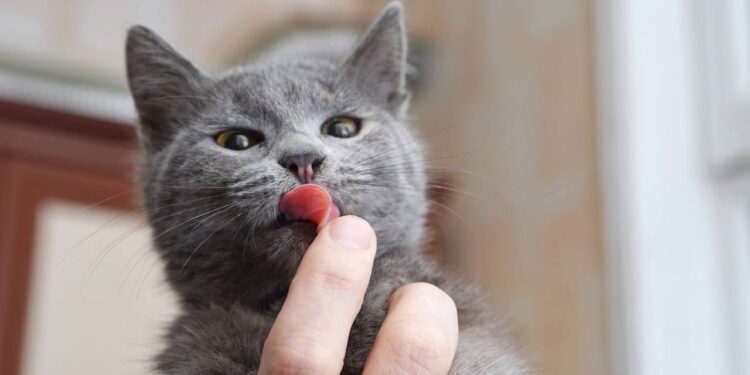 Seu gato lambe suas mãos? Entenda o que isso revela sobre esse comportamento
