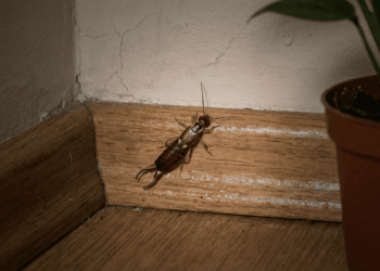 Tesourinhas no quarto? Saiba como acabar com o inseto que ama umidade