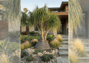 O verde perfeito para quem quer beleza marcante sem precisar regar toda hora