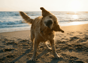 O que significa quando seu cachorro balança a cabeça?