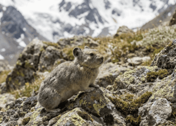 O animal minúsculo e fofo da China que pode desaparecer para sempre pressionado pelo aquecimento global e pela baixa população