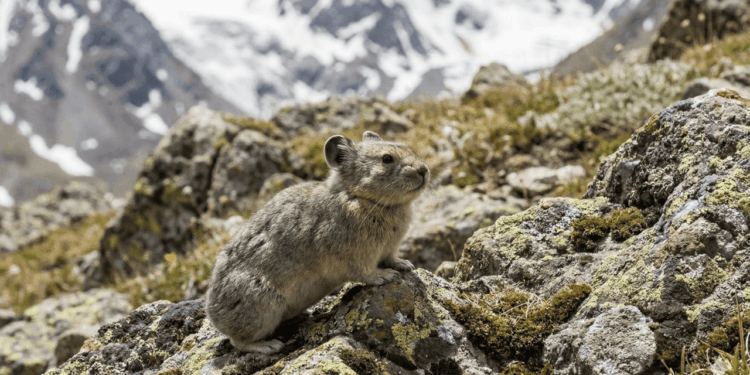 O animal minúsculo e fofo da China que pode desaparecer para sempre pressionado pelo aquecimento global e pela baixa população