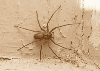 aranhas em casa