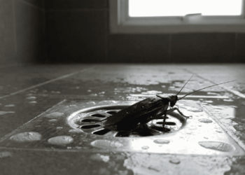 barata no ralo do banheiro