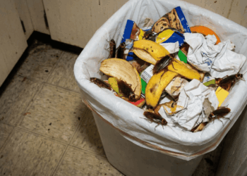 O descuido diário que transforma qualquer casa em ponto de atração das baratas