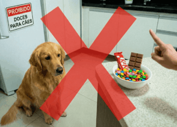 Os alimentos do dia a dia que parecem inofensivos, mas podem fazer muito mal aos cães