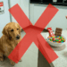 Os alimentos do dia a dia que parecem inofensivos, mas podem fazer muito mal aos cães