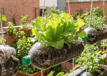 plantio de alface na garrafa pet