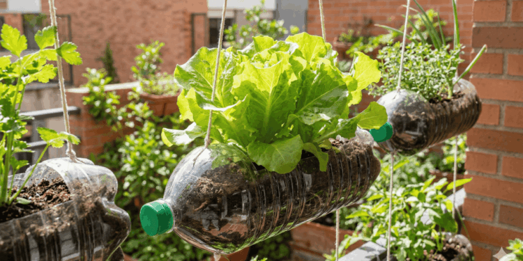 plantio de alface na garrafa pet