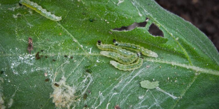 lagarta em planta