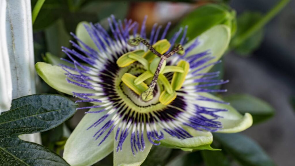 Saiba como a insônia pode ser aliviada com soluções naturais e ajustes simples antes de dormir