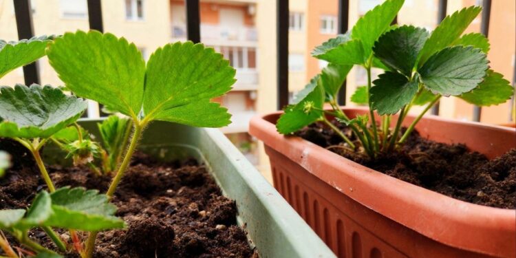 Pouca gente sabe, mas essa fruta cresce bem até em horta pequena e em vasos