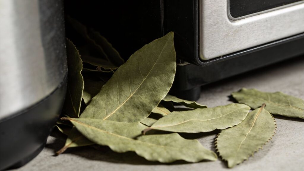 Uma única folha basta: é assim que você se livra de ratos e camundongos no verão