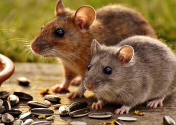 Uma única folha basta: é assim que você se livra de ratos e camundongos no verão