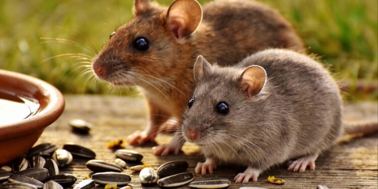 Uma única folha basta: é assim que você se livra de ratos e camundongos no verão