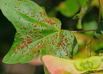 Plantas que ajudam a controlar ácaros e protegem folhas sem uso de químicos
