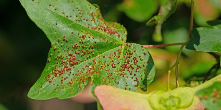 Plantas que ajudam a controlar ácaros e protegem folhas sem uso de químicos