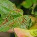 Plantas que ajudam a controlar ácaros e protegem folhas sem uso de químicos