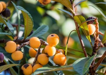 Como plantar ameixa nêspera e ter frutos doces no quintal em poucos anos