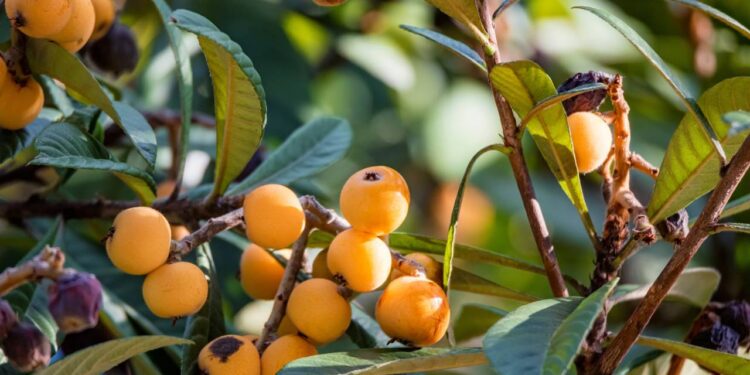 Como plantar ameixa nêspera e ter frutos doces no quintal em poucos anos