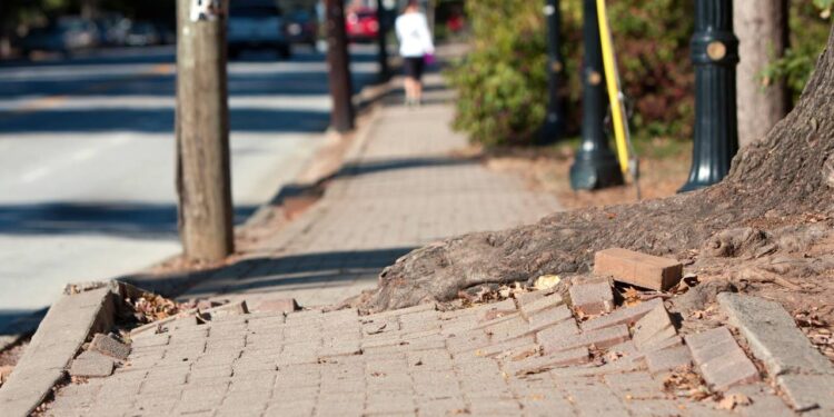 Jardim seguro? 4 espécies que valorizam o imóvel sem causar danos no piso