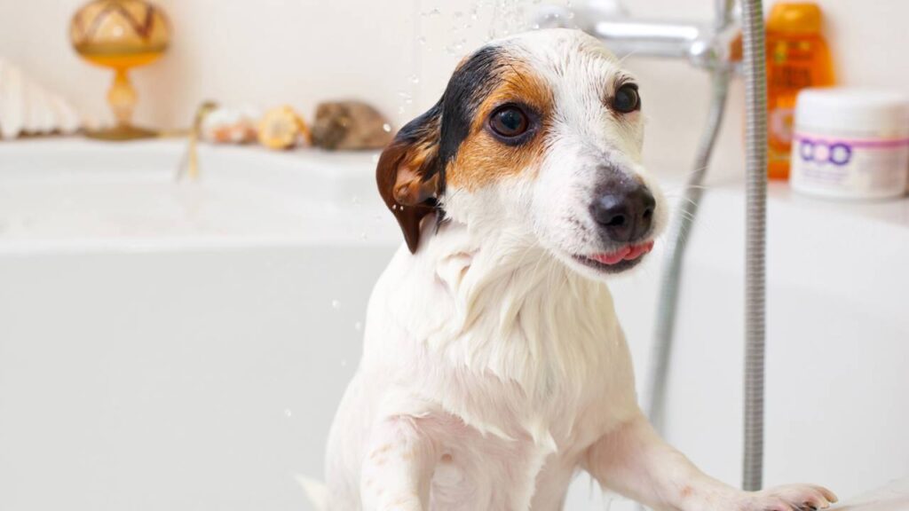 amenizar o calor dos cachorros no verão