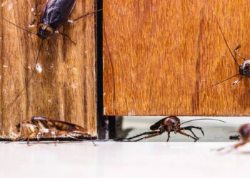 Ver barata na porta não é acaso e pode ser sinal de infestação silenciosa