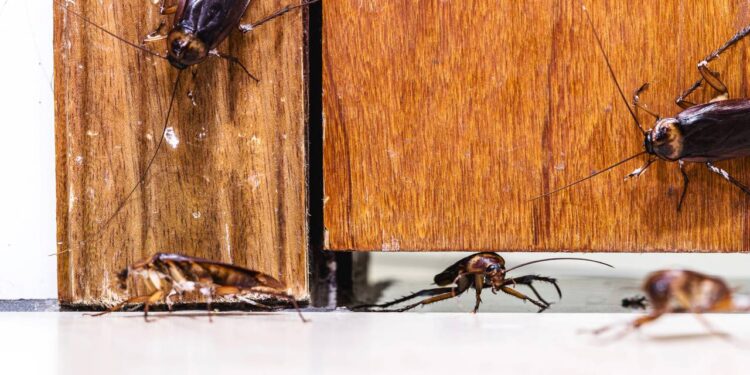Ver barata na porta não é acaso e pode ser sinal de infestação silenciosa