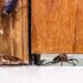 Ver barata na porta não é acaso e pode ser sinal de infestação silenciosa