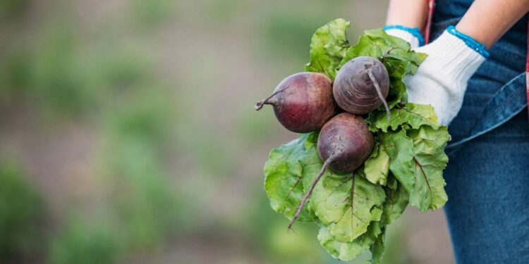 beterraba sendo colhida