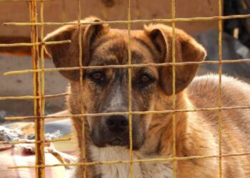 “Não eram para serem apenas cães”: veterinária protege animais de adoção perigosa