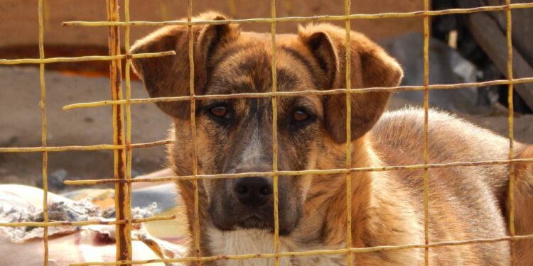 “Não eram para serem apenas cães”: veterinária protege animais de adoção perigosa