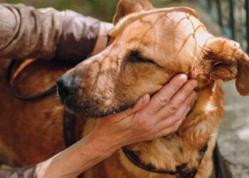 Cachorrinha aguarda adotante que prometeu voltar e nunca mais apareceu no abrigo