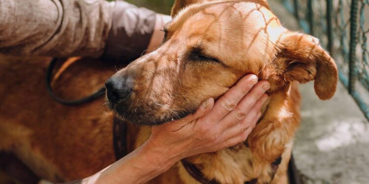 Cachorrinha aguarda adotante que prometeu voltar e nunca mais apareceu no abrigo