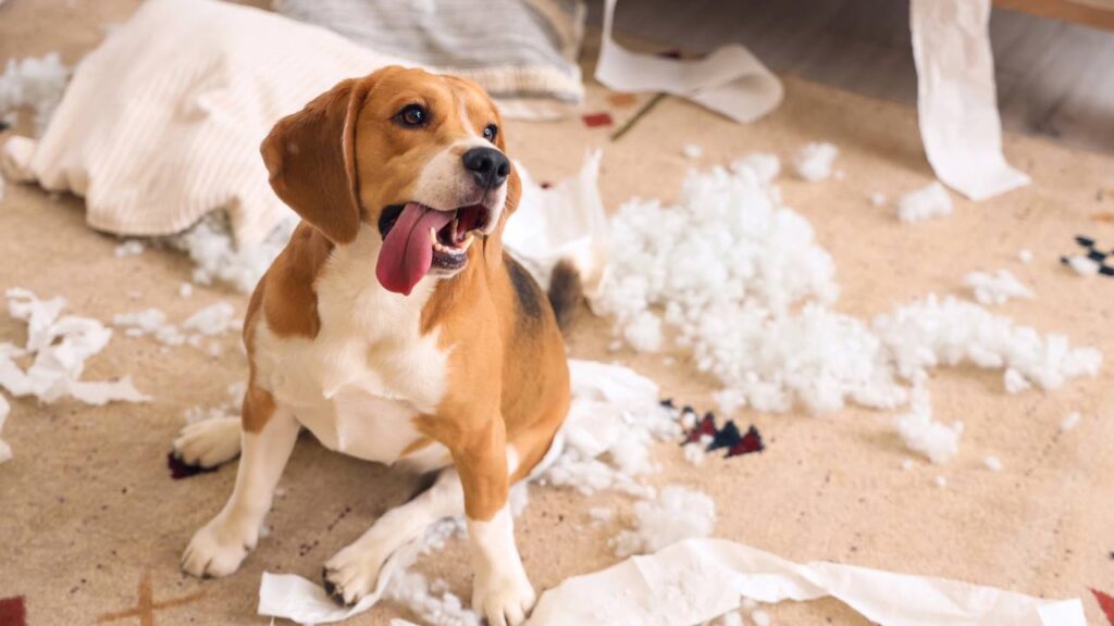 nome engraçado para cachorros